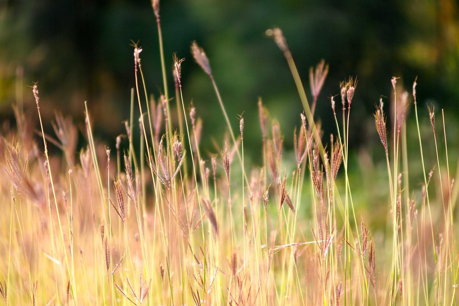 Magical River House's view of the Main Fork of the Kaweah River in Three Rivers, CA.